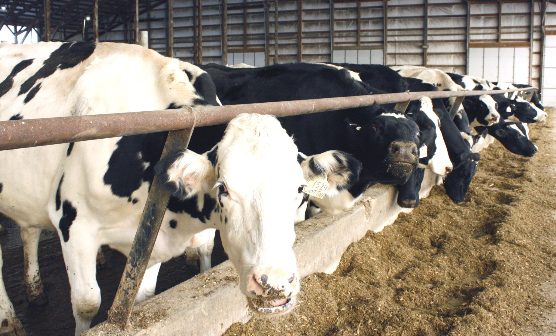 011421kg-dairy-farm-2